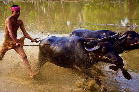 Kambala buffalo race