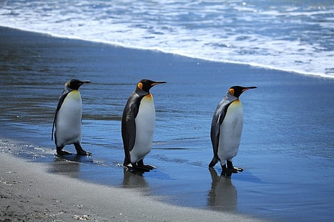 King penguins sleep with an ear out for predators