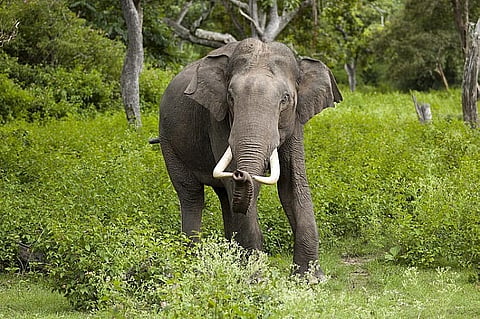 Assam: Minor girl among 2 killed in wild elephant attack in separate incidents