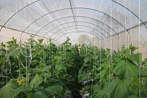Climate change is killing farmers, and this startup’s Greenhouse boxes could be the solution