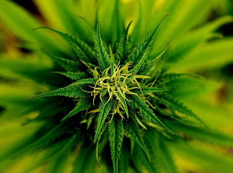Legalizing cannabis in India: Is it time the Parliament starts talking about it?