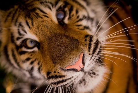 Tiger Neyyar