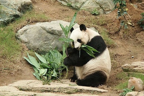 World's oldest giant panda dies at 38
