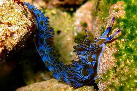 Four bizarre creatures which defy what we think we know about plants and animals