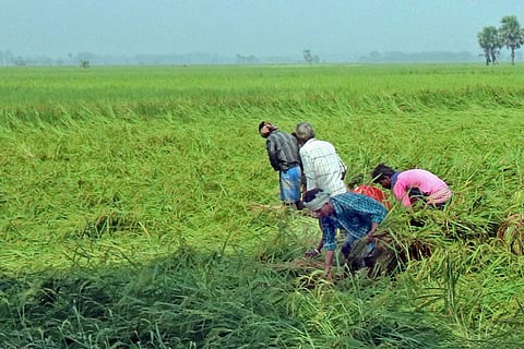 Men working in the field