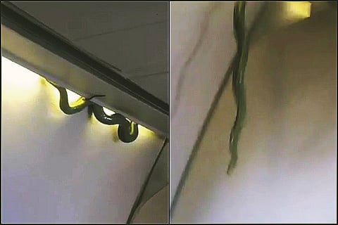 Snake on a plane: Large reptile drops from luggage rack, gives passengers a fright