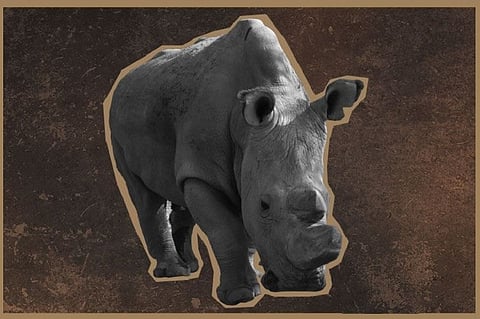 The world's last male northern white rhino is on Tinder, and you better swipe right