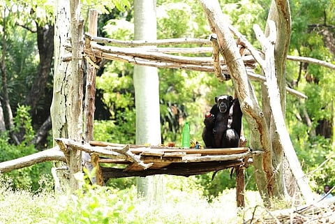 Oil massage, coffee and new toothbrush everyday: Hyd zoo pampers Suzi the Chimp