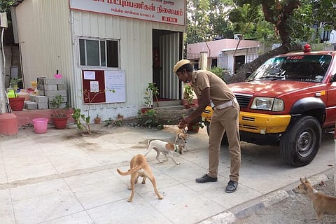 Tamil Nadu fire and rescue service personnel feed stray animals