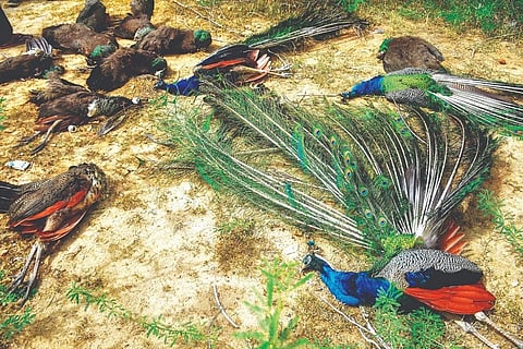 43 peafowl die of poisoning in Madurai village