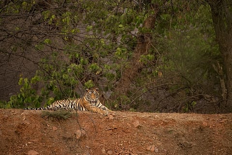 Representative Image of Tiger