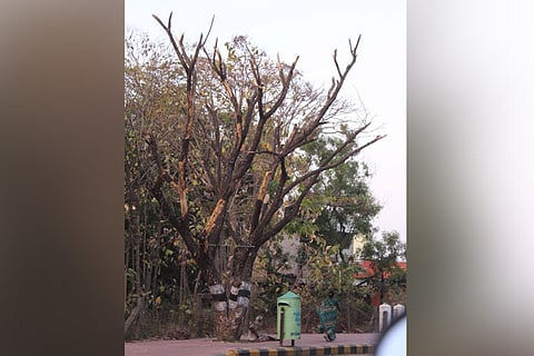 75 trees along TN's Girivalam path dead: Were they poisoned?