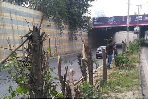 Tree murderers strike again in Bengaluru: 30 trees mutilated for hoarding