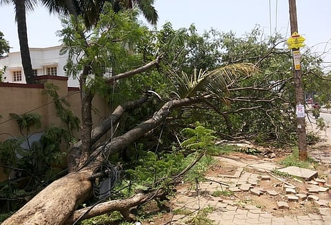 Bengaluru rain uproots 135 trees, BBMP admits to not have completed tree audit