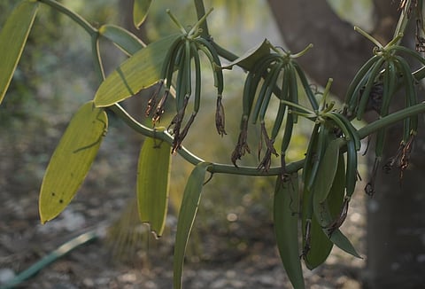 Watch: Despite massive demand for ‘real vanilla’, why Karnataka’s farmers given up