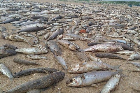 Scores of fish die in Adyar estuary, TN Minister blames too much fresh water