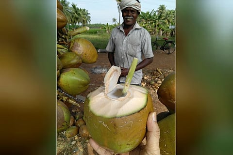 No plastic straws? No problem! TN tender coconut sellers find ingenious replacements