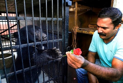 Kohima and Dimapur come to Kerala: Zoo gets two Asiatic bears from North-East