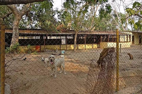 Hit by floods, Cyclone Vardah, this Chennai animal shelter needs a revamp, and you can help