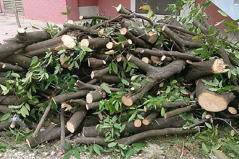 No trees planted by BDA in Bengaluru in 2 years: Green cover to reduce to 2.96% in 2020