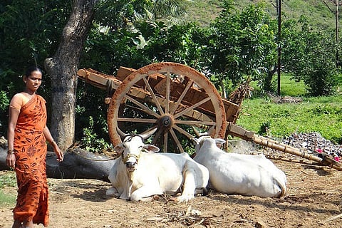 Cow urine is pure gold, no kidding: Guj scientists find proof