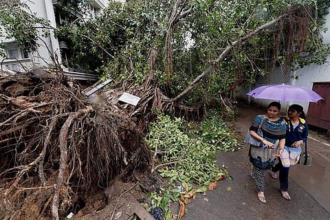 Number of trees Cyclone Vardah uprooted in Chennai: 17,000