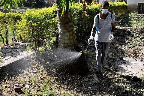 Why so many dengue cases in Chennai?