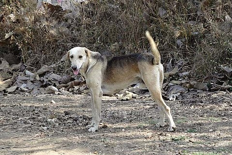 Kerala dog attack: 4-year-old kid, 75-year-old woman among 11 injured