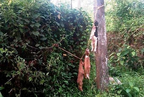 Dog carcasses hanged at spot where RSS functionary Manoj was killed by CPI(M) workers