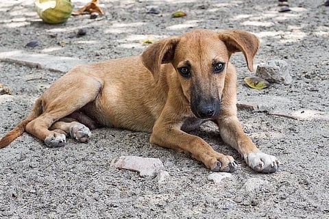 Bengaluru civic body to formalise dog park created by Domlur residents
