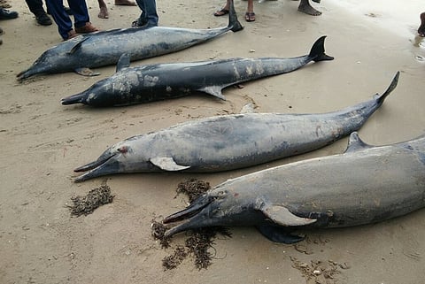 30 dolphins wash ashore, 4 die near Tuticorin, officials flummoxed