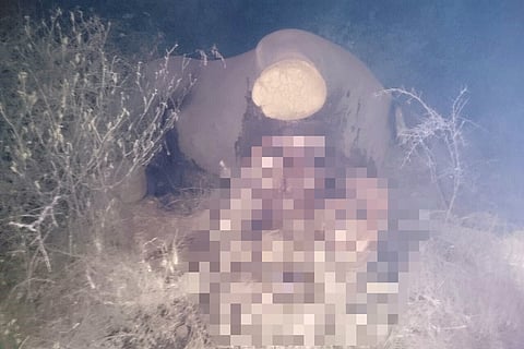Female elephant found dead with intestines hanging out in forests near Coimbatore