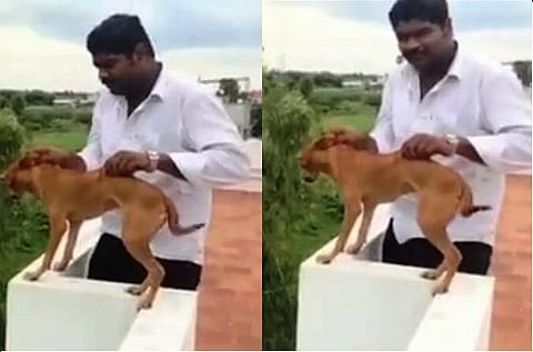 Is three-month imprisonment and Rs 10 fine enough for happily throwing a dog off a terrace?
