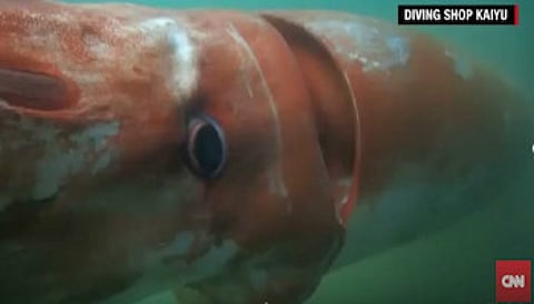 Giant squid leaves everyone spellbound in Japan