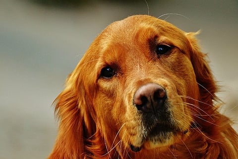 BBMP proposes ban on large dogs in apartments, dog lovers cry foul