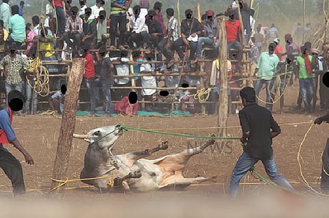 Armed with ‘evidence of cruelty’ from 2018 jallikattu, PETA seeks ban on sport