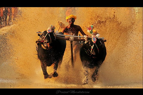 Representative image of a Kambala race