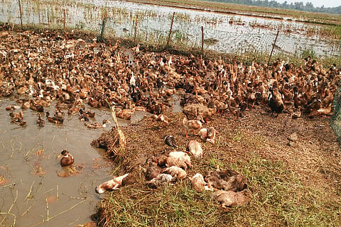 The plight of duck farmers as fear of avian flu spreads in Alappuzha