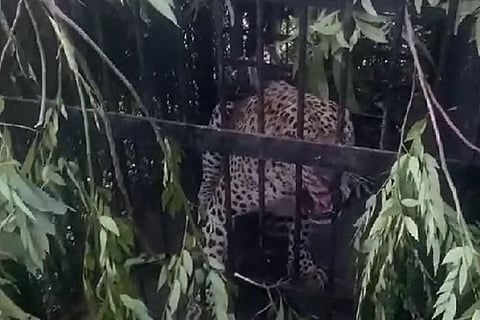 Another leopard trapped near Tirumala temple, fourth one caught in two months