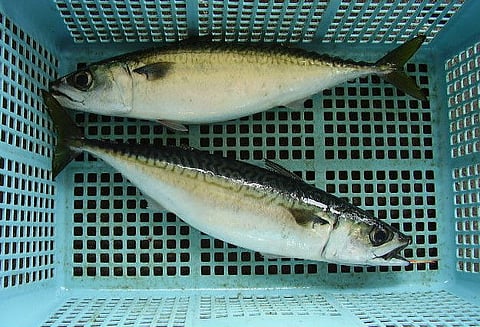 Mackerel displaces sardine to become the most caught marine fish in India