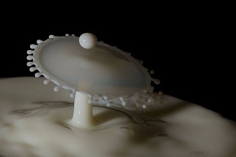 Why some humans developed a taste for milk and some didn’t