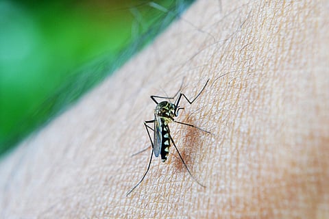 IMA warns pregnant women against travel to Zika-hit nations