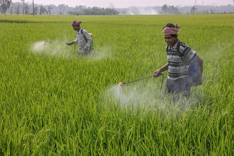 Farmers spraying pesticide on paddy farms