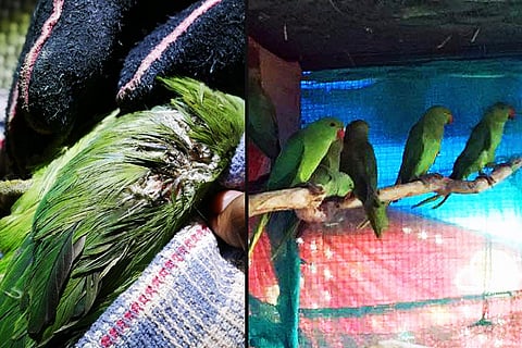How animal lovers in Bengaluru saved nearly 50 parakeets struck by heavy rains