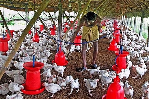Kerala govt declares compensation to owners of birds culled for suspected bird flu