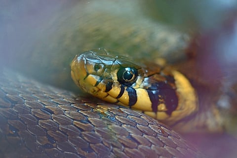 snake: representative image