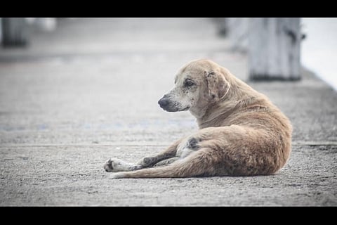 Rs 20 lakh as compensation for dog-bite victims too high, Kerala govt tells SC
