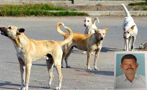Kerala fisherman mauled by pack of dogs near Thiruvananthapuram, succumbs