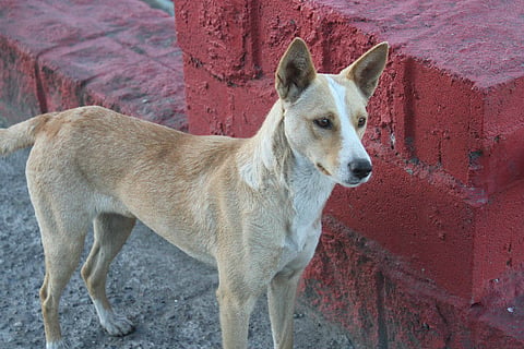 26 people in TN’s Chengalpattu area bitten by stray dog