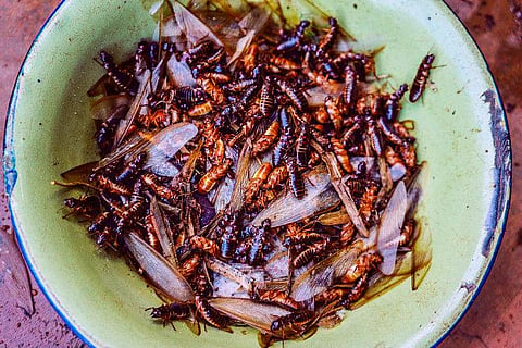 'Winged termites are yummy': The day my ayah taught me to respect what's on another's plate